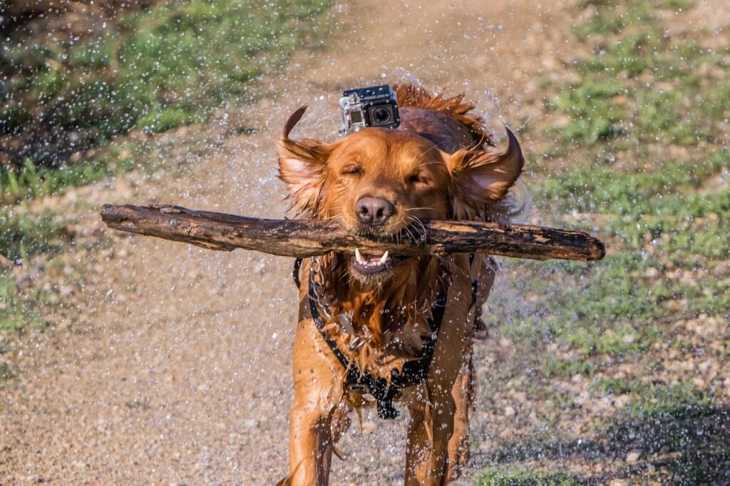 The picture shows a dog with a GoPro action camera attached to his back on the website of 'The House Technology', specialists in action cameras and accessories for GoPro and Insta360.