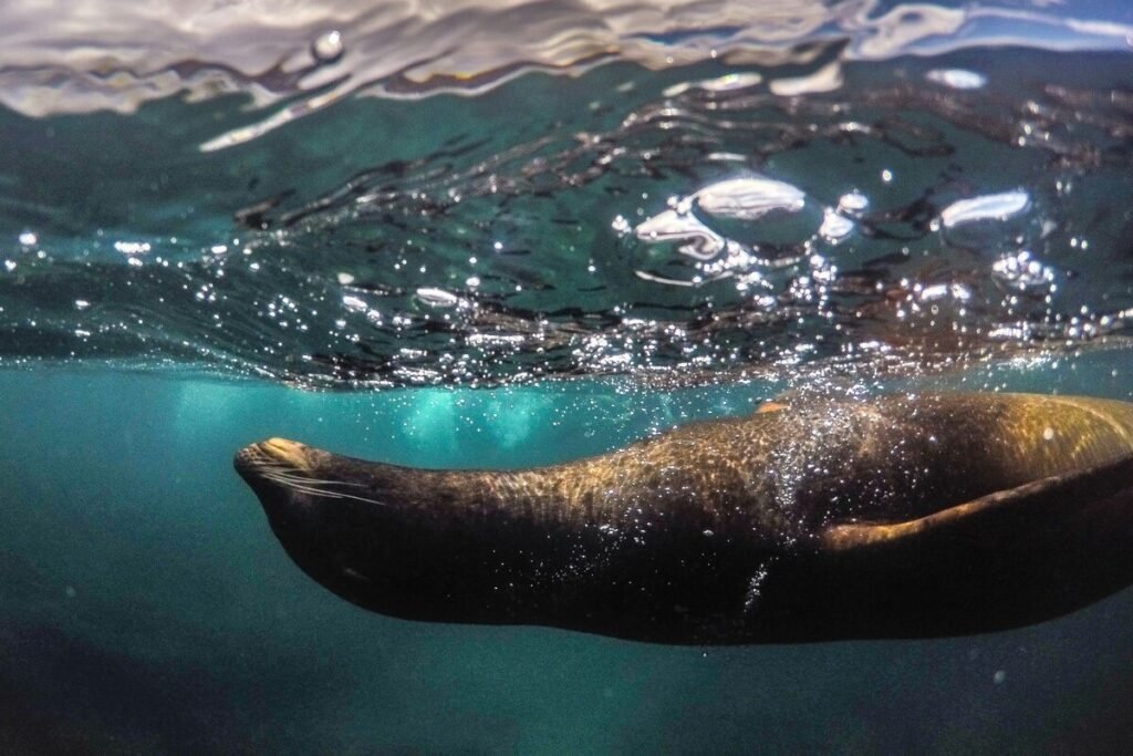 The picture shows a Sea Lion filmed with a GoPro action camera under water on the website of 'The House Technology', specialists in action cameras and accessories for GoPro and Insta360.